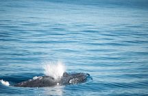 Humpback Whale Safari