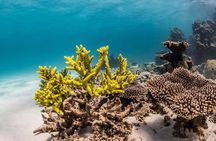 Coral Bay 1-Hour Coral Viewing