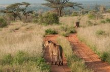 Nairobi National Park, Sheldrick Elephant, Giraffe Centre Tour
