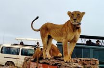 Nairobi National Park,Baby Elephant Orphanage&Giraffe Center Tour