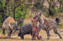 Mikumi Game Drive Safari - 2 Days
