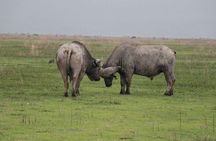 Mikumi Game Drive Safari - 2 Days
