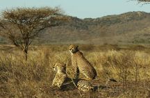Mikumi Game Drive Safari - 2 Days