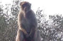 Gibraltar Sightseeing :SKYWALK AND SUSPENSION BRIDGE TOUR (Private)