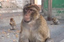Gibraltar Sightseeing :SKYWALK AND SUSPENSION BRIDGE TOUR (Private)
