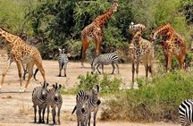 8 Days Tanzania southern circuit safari
