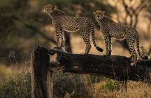 8 Days Tanzania southern circuit safari