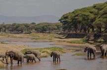 8 Days Tanzania southern circuit safari