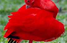 Yerette Home of the Hummingbird and Caroni Wildlife Tour