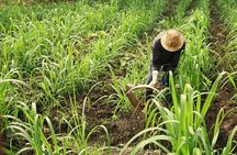 Tea & Sugarcane Plantation Colonial Tour ( Private Chauffeur-Driven Sedan)