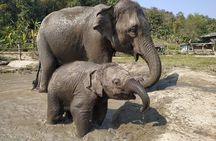 One Day Hiking and Elephant experience by Chiang Mai Elephant Home
