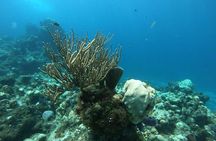 Cozumel Snorkeling Experience from Playa del Carmen