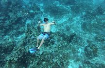 Amazing Snorkel at Cozumel Gorgeous Reef! Round Transportation from Tulum City