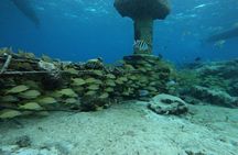 Snorkeling Experience Cozumel only from Playa del Carmen