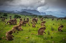 Day trek to Simien Mountain 