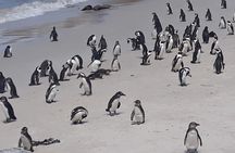 Cape of Good Hope and Penguins - Small Group - Full day