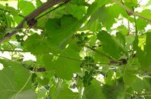 Full Day Wine Tasting in Stellenbosch, Franschoek & Paarl fees included