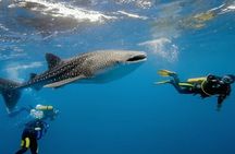 Cebu: Private Tour- Osmena Peak+Oslob Whaleshark+Tumalog Falls