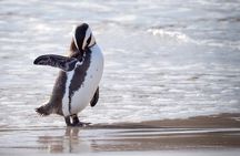 Private Cape Point and Penguins Day Tour with Entrance Fees