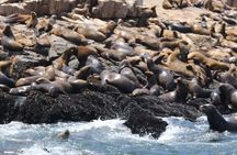 Palomino Islands Sea Lion Swimming Tour