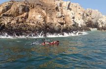 Palomino Islands Sea Lion Swimming Tour