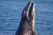 West Harbor LA Whale and Dolphin Watching Cruise