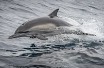 West Harbor LA Whale and Dolphin Watching Cruise