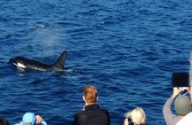 West Harbor LA Whale and Dolphin Watching Cruise