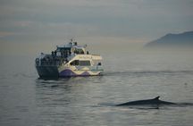 West Harbor LA Whale and Dolphin Watching Cruise