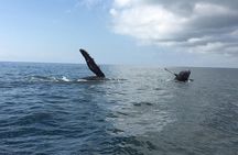 Whale watching