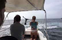 Whale watching