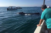 Whale watching