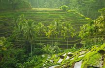 Ubud Instagram Spots Tour - One Day Private Trip