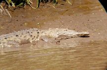 Palo Verde National Park boat and wildlife tour one day tour