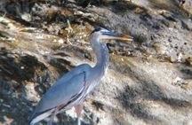 Palo Verde National Park boat and wildlife tour one day tour
