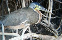 Palo Verde National Park boat and wildlife tour one day tour