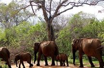 Yala Safari - Yala National Park 