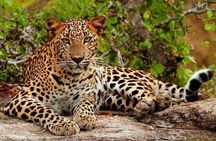 Yala Safari - Yala National Park 