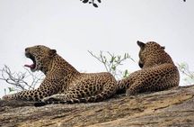 Wilpattu National Park 4-Hours Safari | with Naturalist
