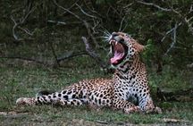 Wilpattu National Park 4-Hours Safari | with Naturalist