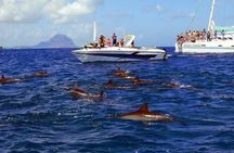 Dolphin Encounters, Ile aux Benitier & Crystal rock: Full-Day (Lunch & Transfer)