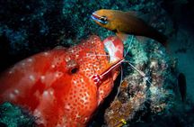 Exploration dives for experienced divers