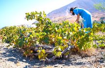 Santorini Private Wine Tour