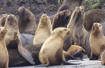 Whale and Glacier Watching from Punta Arenas Francisco Coloane Park