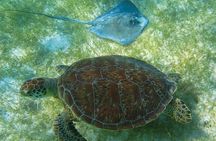 Private Turtles Express 