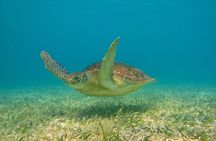 Private Turtles Express 
