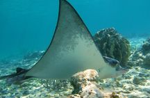 Private Turtle Snorkel Adventure in Akumal