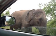 Udawalawe National Park - Half Day Safari Tour