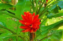 V.I.P Green escape 1- Botanical Garden