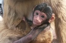 Gibraltar Great Siege & WWII Tunnels Tour 3 Hours